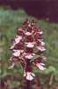 26. Vstava nachov
Vstava nachov (Orchis purpurea), PR Stemoick str, vchodn echy
Autor: Martin Duchoslav
Kategorie: Rostliny