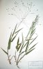 50. Orthoclada laxa
Orthoclada laxa(Poaceae), typick zstupce podrostu jihoamerickho detnho pralesa, Sal, Francouzsk Guyana
Autor: Michaela Sedlov
Kategorie: Rostliny