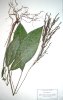 49. Pharus latifolius
Pharus latifolius (Poaceae, Bambusoidae) typick zstupce podrostu jihoamerickho detnho pralesa, Sal, Francouzsk Guyana
Autor: Michaela Sedlov
Kategorie: Rostliny