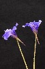 421. Pinguicula grandiflora x longifolia
Autor: Tom Vvra
Kategorie: Karnivorn rostliny