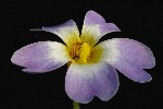332. Pinguicula primuliflora
Autor: Tom Vvra
Kategorie: Karnivorn rostliny