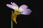 333. Pinguicula primuliflora
Autor: Tom Vvra
Kategorie: Karnivorn rostliny