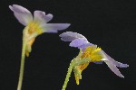 334. Pinguicula primuliflora
Autor: Tom Vvra
Kategorie: Karnivorn rostliny