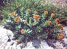 39. Rozchodnice rov
Rozchodnice rov (Rhodiola rosea), Mal Fatra, Slovensko
Autor: cerna
Kategorie: Rostliny