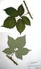 59. Ostruink kadeavolist
Ostruink kadeavolist (Rubus crispomarginatus), Pozdchov, Zlnsk vrchy
Autor: Michaela Sedlov
Kategorie: Rubus