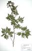 57. Ostruink dpen
Ostruink dpen (Rubus laciniatus), Janiov u Vsetna, Vsetnsk kotlina
Autor: Michaela Sedlov
Kategorie: Rubus