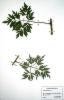 56. Ostruink dpen
Ostruink dpen (Rubus laciniatus), Janiov u Vsetna, Vsetnsk kotlina
Autor: Michaela Sedlov
Kategorie: Rubus