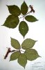 60. Ostruink statn
Ostruink statn (Rubus perrobustus), Huslenky, Vsetnsk kotlina
Autor: Michaela Sedlov
Kategorie: Rubus