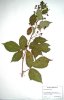 61. Ostruink statn
Ostruink statn (Rubus perrobustus), Huslenky, Vsetnsk kotlina
Autor: Michaela Sedlov
Kategorie: Rubus