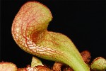 373. Sarracenia psittacina
Autor: Tom Vvra
Kategorie: Karnivorn rostliny