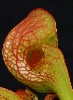 422. Sarracenia psittacina
Autor: Tom Vvra
Kategorie: Karnivorn rostliny