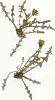 78. Taraxacum "vchodn scanicum"
Autor: Radim J. Vaut
Kategorie: Taraxacum
